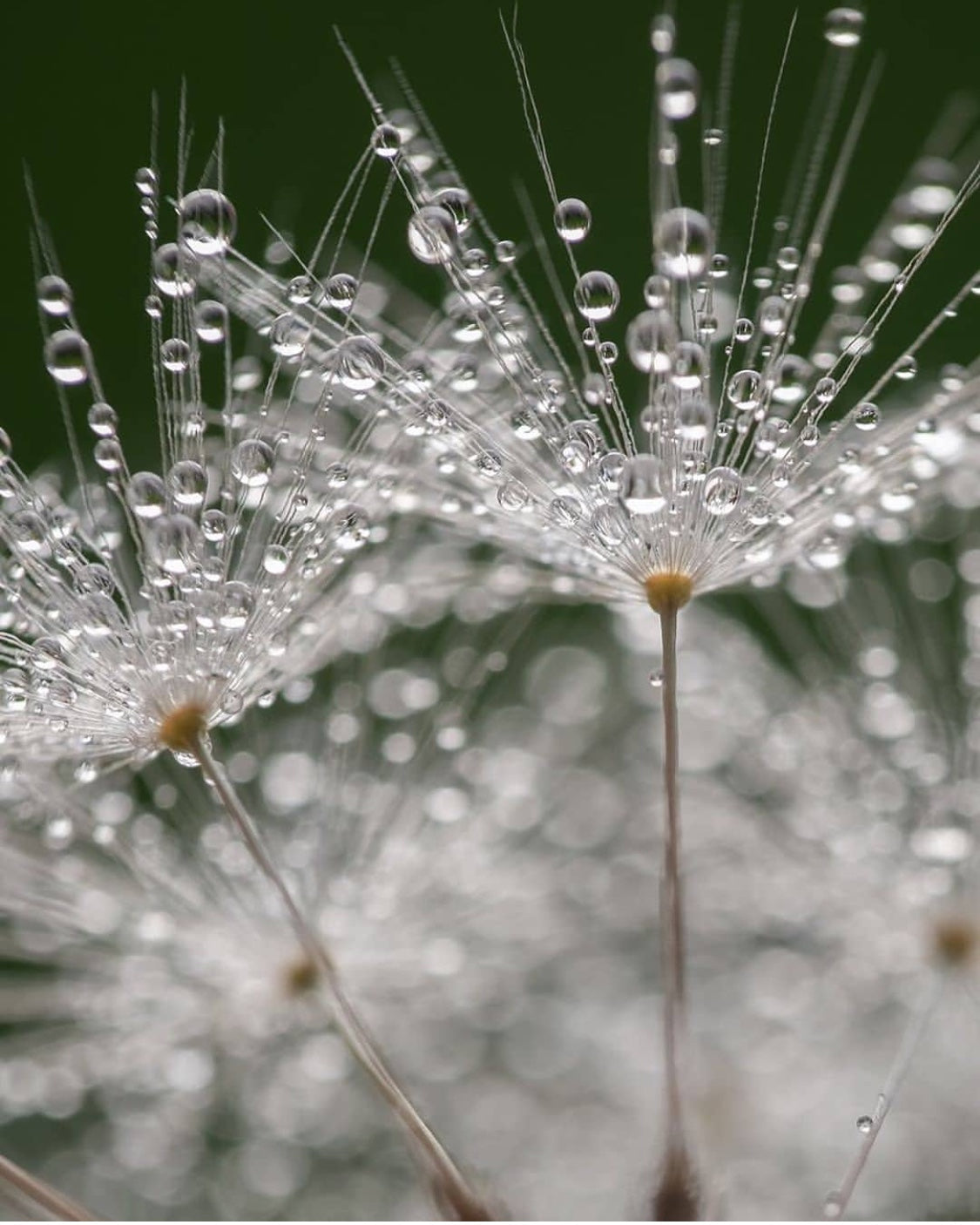 Waterless, Water-free or Water-Responsible? The Future of Beauty.