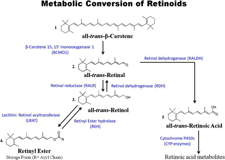 A Deeper Look Inside: Retinol