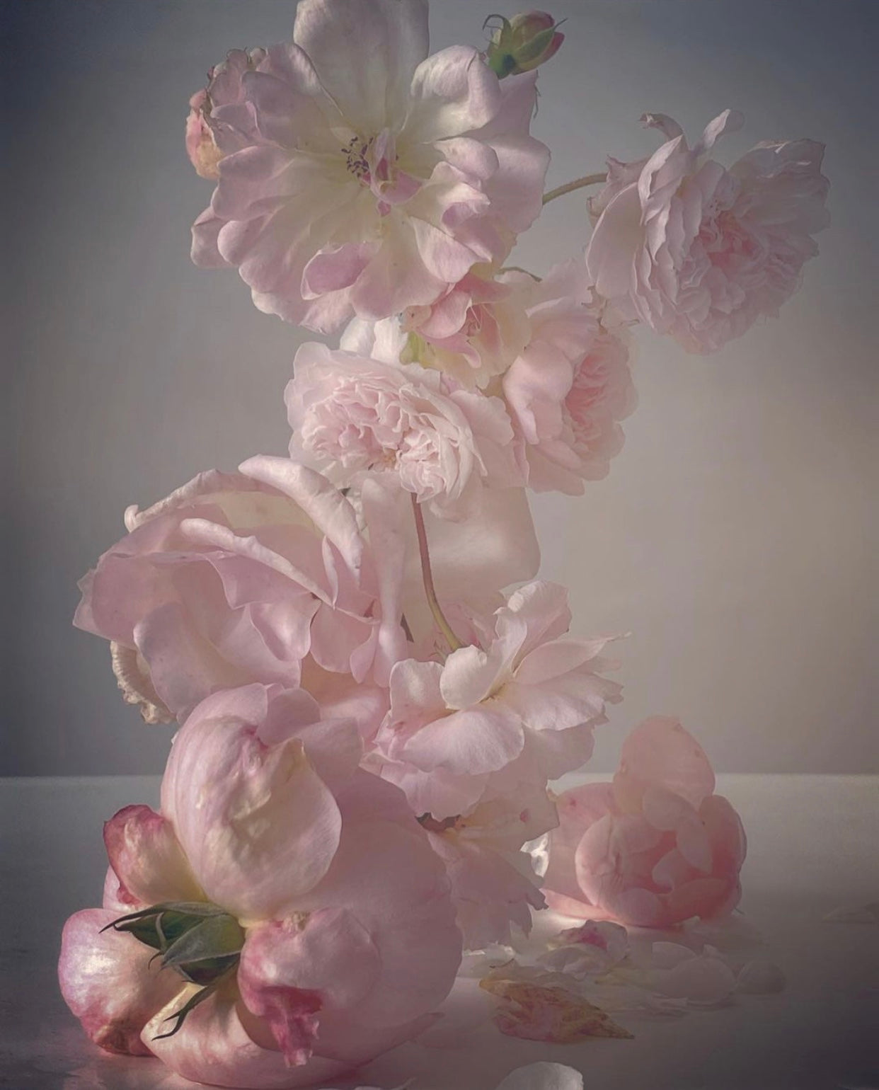 NEED TO SOOTHE YOUR MASKNE? LOOK FOR ROSE IN YOUR SKINCARE.